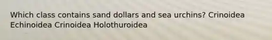 Which class contains sand dollars and sea urchins? Crinoidea Echinoidea Crinoidea Holothuroidea