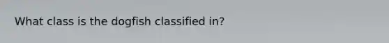 What class is the dogfish classified in?