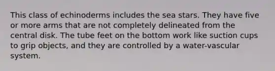 This class of echinoderms includes the sea stars. They have five or more arms that are not completely delineated from the central disk. The tube feet on the bottom work like suction cups to grip objects, and they are controlled by a water-vascular system.