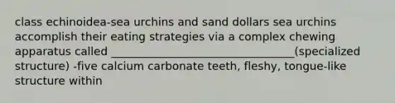 class echinoidea-sea urchins and sand dollars sea urchins accomplish their eating strategies via a complex chewing apparatus called _________________________________(specialized structure) -five calcium carbonate teeth, fleshy, tongue-like structure within