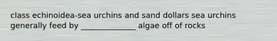 class echinoidea-sea urchins and sand dollars sea urchins generally feed by ______________ algae off of rocks