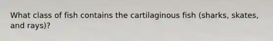 What class of fish contains the cartilaginous fish (sharks, skates, and rays)?