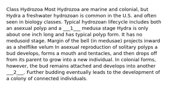 Class Hydrozoa Most Hydrozoa are marine and colonial, but Hydra a freshwater hydrozoan is common in the U.S. and often seen in biology classes. Typical hydrozoan lifecycle includes both an asexual polyp and a ___1___ medusa stage Hydra is only about one inch long and has typical polyp form. It has no medusoid stage. Margin of the bell (in medusae) projects inward as a shelflike velum In asexual reproduction of solitary polyps a bud develops, forms a mouth and tentacles, and then drops off from its parent to grow into a new individual. In colonial forms, however, the bud remains attached and develops into another ___2___. Further budding eventually leads to the development of a colony of connected individuals.