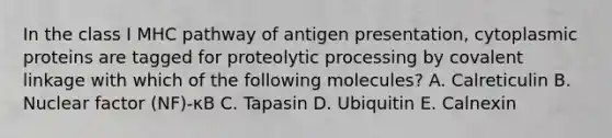 In the class I MHC pathway of antigen presentation, cytoplasmic proteins are tagged for proteolytic processing by covalent linkage with which of the following molecules? A. Calreticulin B. Nuclear factor (NF)-κB C. Tapasin D. Ubiquitin E. Calnexin