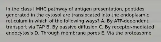 In the class I MHC pathway of antigen presentation, peptides generated in the cytosol are translocated into the endoplasmic reticulum in which of the following ways? A. By ATP-dependent transport via TAP B. By passive diffusion C. By receptor-mediated endocytosis D. Through membrane pores E. Via the proteasome