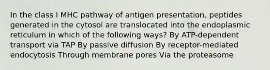 In the class I MHC pathway of antigen presentation, peptides generated in the cytosol are translocated into the endoplasmic reticulum in which of the following ways? By ATP-dependent transport via TAP By passive diffusion By receptor-mediated endocytosis Through membrane pores Via the proteasome