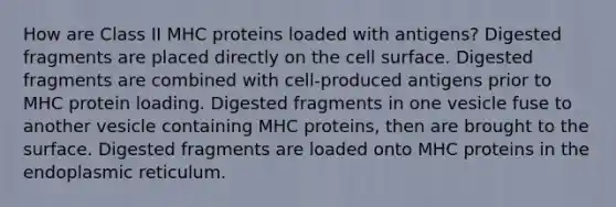 How are Class II MHC proteins loaded with antigens? Digested fragments are placed directly on the cell surface. Digested fragments are combined with cell-produced antigens prior to MHC protein loading. Digested fragments in one vesicle fuse to another vesicle containing MHC proteins, then are brought to the surface. Digested fragments are loaded onto MHC proteins in the endoplasmic reticulum.