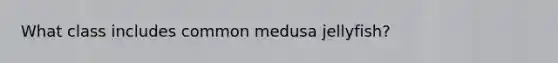 What class includes common medusa jellyfish?