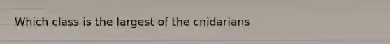 Which class is the largest of the cnidarians