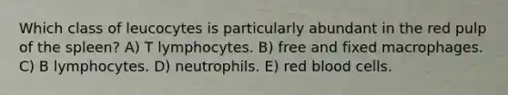 Which class of leucocytes is particularly abundant in the red pulp of the spleen? A) T lymphocytes. B) free and fixed macrophages. C) B lymphocytes. D) neutrophils. E) red blood cells.