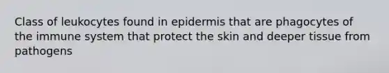 Class of leukocytes found in epidermis that are phagocytes of the immune system that protect the skin and deeper tissue from pathogens