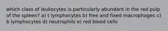 which class of leukocytes is particularly abundant in the red pulp of the spleen? a) t lymphocytes b) free and fixed macrophages c) b lymphocytes d) neutrophils e) red blood cells