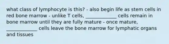 what class of lymphocyte is this? - also begin life as stem cells in red bone marrow - unlike T cells, _____________ cells remain in bone marrow until they are fully mature - once mature, _____________ cells leave the bone marrow for lymphatic organs and tissues