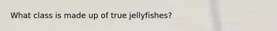 What class is made up of true jellyfishes?