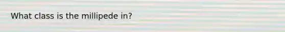 What class is the millipede in?