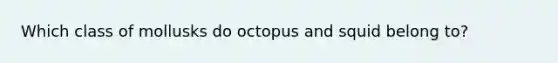 Which class of mollusks do octopus and squid belong to?