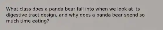 What class does a panda bear fall into when we look at its digestive tract design, and why does a panda bear spend so much time eating?