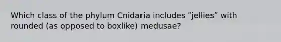 Which class of the phylum Cnidaria includes ʺjelliesʺ with rounded (as opposed to boxlike) medusae?