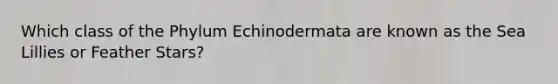 Which class of the Phylum Echinodermata are known as the Sea Lillies or Feather Stars?