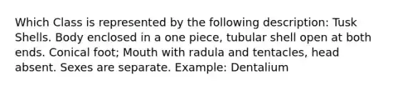 Which Class is represented by the following description: Tusk Shells. Body enclosed in a one piece, tubular shell open at both ends. Conical foot; Mouth with radula and tentacles, head absent. Sexes are separate. Example: Dentalium