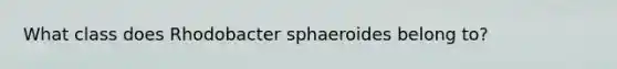 What class does Rhodobacter sphaeroides belong to?