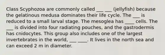 Class Scyphozoa are commonly called ___ ___ (jellyfish) because the gelatinous medusa dominates their life cycle. The ___ is reduced to a small larval stage. The mesoglea has ____ cells. The ___ is divided into four radiating pouches, and the gastrodermis has cnidocytes. This group also includes one of the largest invertebrates in the world, ___ ____. It lives in the north sea and can exceed 2 m in diameter.