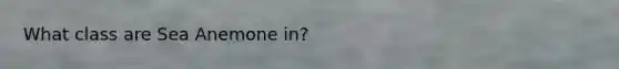 What class are Sea Anemone in?