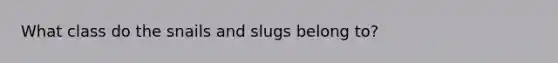 What class do the snails and slugs belong to?