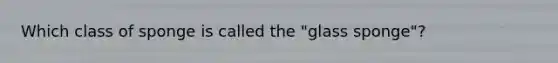 Which class of sponge is called the "glass sponge"?