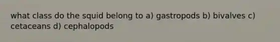 what class do the squid belong to a) gastropods b) bivalves c) cetaceans d) cephalopods