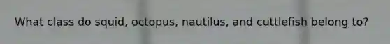 What class do squid, octopus, nautilus, and cuttlefish belong to?