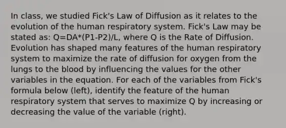 In class, we studied Fick's Law of Diffusion as it relates to the evolution of the human respiratory system. Fick's Law may be stated as: Q=DA*(P1-P2)/L, where Q is the Rate of Diffusion. Evolution has shaped many features of the human respiratory system to maximize the rate of diffusion for oxygen from the lungs to the blood by influencing the values for the other variables in the equation. For each of the variables from Fick's formula below (left), identify the feature of the human respiratory system that serves to maximize Q by increasing or decreasing the value of the variable (right).