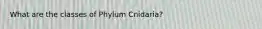 What are the classes of Phylum Cnidaria?