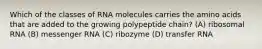 Which of the classes of RNA molecules carries the amino acids that are added to the growing polypeptide chain? (A) ribosomal RNA (B) messenger RNA (C) ribozyme (D) transfer RNA