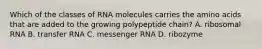 Which of the classes of RNA molecules carries the amino acids that are added to the growing polypeptide chain? A. ribosomal RNA B. transfer RNA C. messenger RNA D. ribozyme