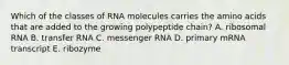 Which of the classes of RNA molecules carries the amino acids that are added to the growing polypeptide chain? A. ribosomal RNA B. transfer RNA C. messenger RNA D. primary mRNA transcript E. ribozyme