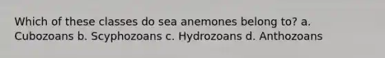 Which of these classes do sea anemones belong to? a. Cubozoans b. Scyphozoans c. Hydrozoans d. Anthozoans