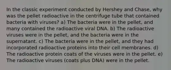 In the classic experiment conducted by Hershey and Chase, why was the pellet radioactive in the centrifuge tube that contained bacteria with viruses? a) The bacteria were in the pellet, and many contained the radioactive viral DNA. b) The radioactive viruses were in the pellet, and the bacteria were in the supernatant. c) The bacteria were in the pellet, and they had incorporated radioactive proteins into their cell membranes. d) The radioactive protein coats of the viruses were in the pellet. e) The radioactive viruses (coats plus DNA) were in the pellet.