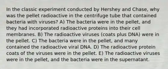 In the classic experiment conducted by Hershey and Chase, why was the pellet radioactive in the centrifuge tube that contained bacteria with viruses? A) The bacteria were in the pellet, and they had incorporated radioactive proteins into their cell membranes. B) The radioactive viruses (coats plus DNA) were in the pellet. C) The bacteria were in the pellet, and many contained the radioactive viral DNA. D) The radioactive protein coats of the viruses were in the pellet. E) The radioactive viruses were in the pellet, and the bacteria were in the supernatant.