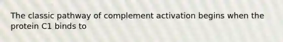 The classic pathway of complement activation begins when the protein C1 binds to