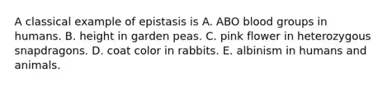 A classical example of epistasis is A. ABO blood groups in humans. B. height in garden peas. C. pink flower in heterozygous snapdragons. D. coat color in rabbits. E. albinism in humans and animals.