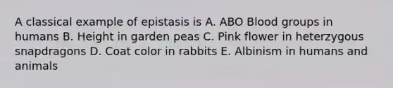 A classical example of epistasis is A. ABO <a href='https://www.questionai.com/knowledge/kYZPOX2Y3u-blood-groups' class='anchor-knowledge'>blood groups</a> in humans B. Height in garden peas C. Pink flower in heterzygous snapdragons D. Coat color in rabbits E. Albinism in humans and animals