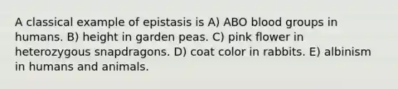 A classical example of epistasis is A) ABO blood groups in humans. B) height in garden peas. C) pink flower in heterozygous snapdragons. D) coat color in rabbits. E) albinism in humans and animals.