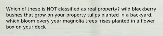 Which of these is NOT classified as real property? wild blackberry bushes that grow on your property tulips planted in a backyard, which bloom every year magnolia trees irises planted in a flower box on your deck