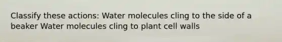 Classify these actions: Water molecules cling to the side of a beaker Water molecules cling to plant cell walls