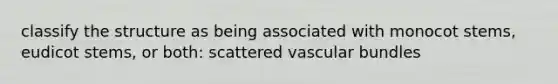 classify the structure as being associated with monocot stems, eudicot stems, or both: scattered vascular bundles