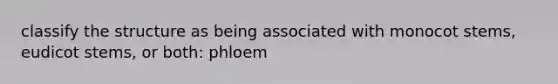 classify the structure as being associated with monocot stems, eudicot stems, or both: phloem