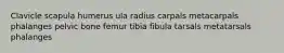 Clavicle scapula humerus ula radius carpals metacarpals phalanges pelvic bone femur tibia fibula tarsals metatarsals phalanges