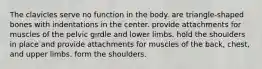 The clavicles serve no function in the body. are triangle-shaped bones with indentations in the center. provide attachments for muscles of the pelvic girdle and lower limbs. hold the shoulders in place and provide attachments for muscles of the back, chest, and upper limbs. form the shoulders.