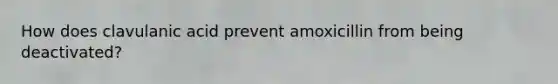 How does clavulanic acid prevent amoxicillin from being deactivated?